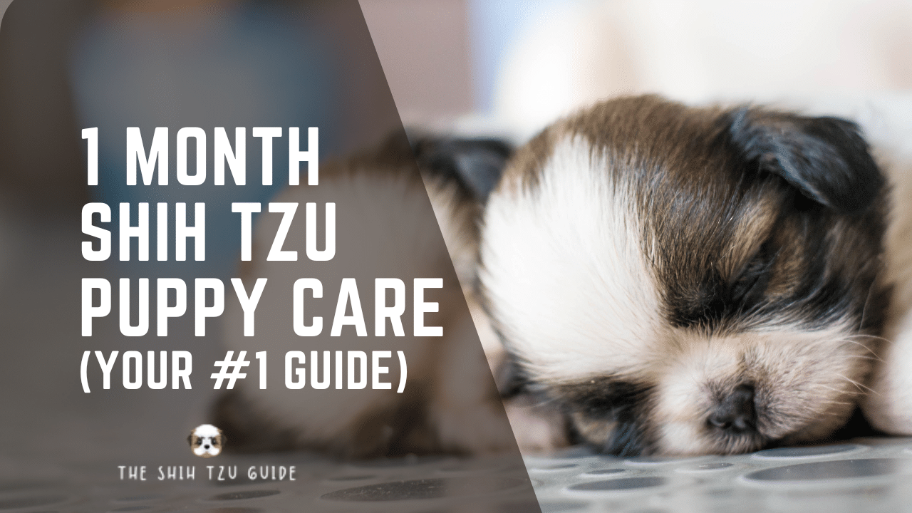 1 Month Shih Tzu Puppy Care