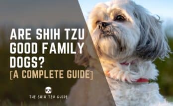 Are shih tzu good family dogs