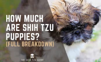 How Much Are Shih Tzu Puppies