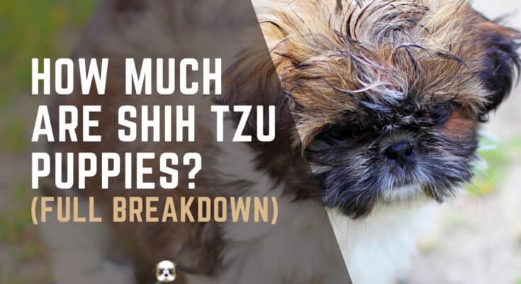 How Much Are Shih Tzu Puppies