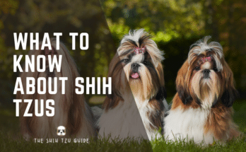 what to know about shih tzus