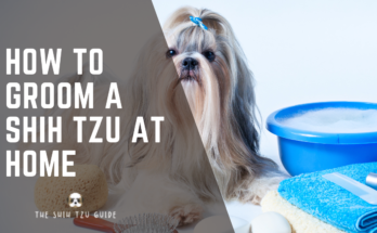 Discover how to groom your Shih Tzu at home with easy tips for a perfect coat. Learn the best techniques for brushing, bathing, and trimming.