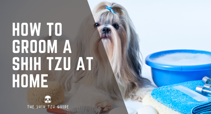 Discover how to groom your Shih Tzu at home with easy tips for a perfect coat. Learn the best techniques for brushing, bathing, and trimming.