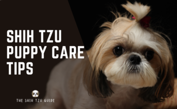 Essential Shih Tzu puppy care tips to keep your pup healthy and happy. Simple advice for grooming, feeding, and training.