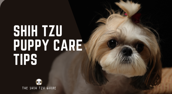 Essential Shih Tzu puppy care tips to keep your pup healthy and happy. Simple advice for grooming, feeding, and training.