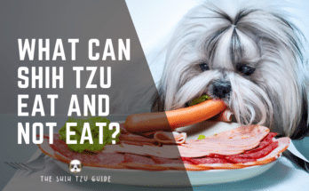 what can shih tzu eat and not eat featured image