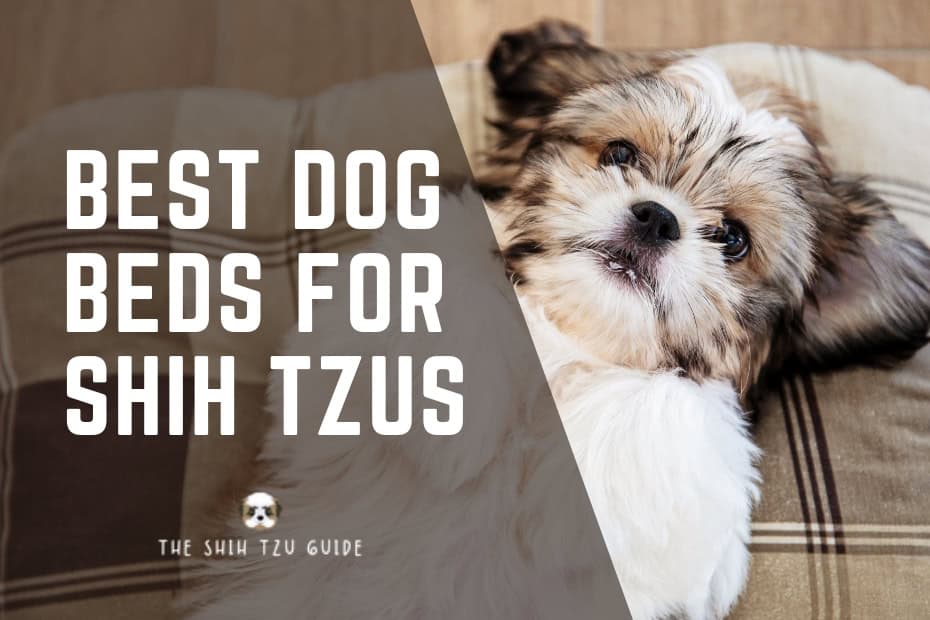 Best Dog Beds for Shih Tzus