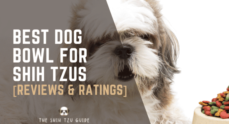 Best Dog Bowl for Shih Tzus