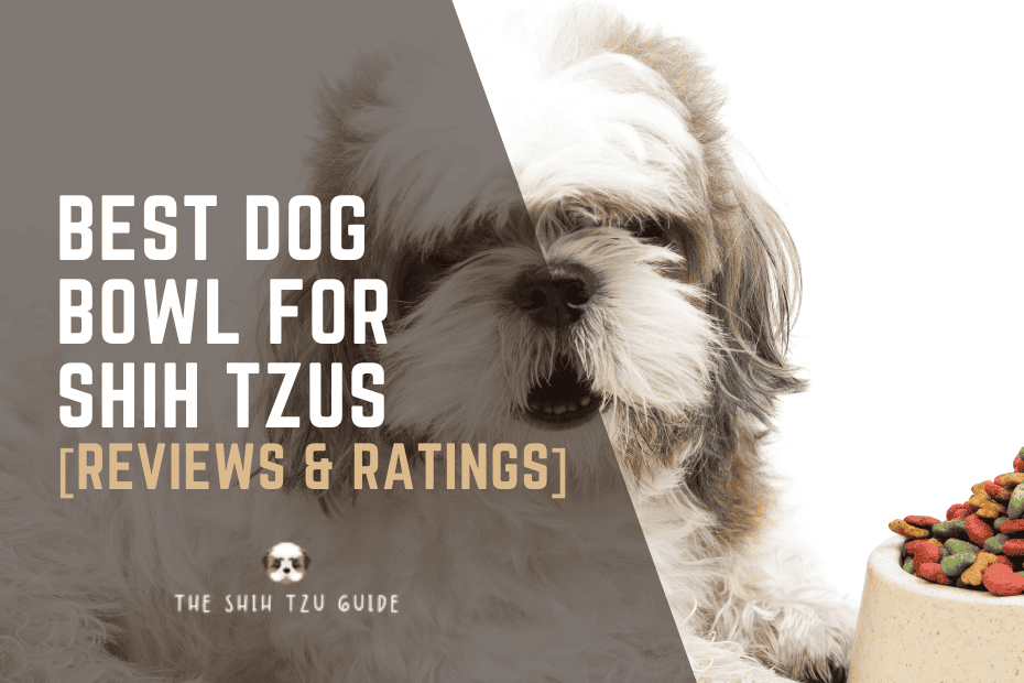Best Dog Bowl for Shih Tzus