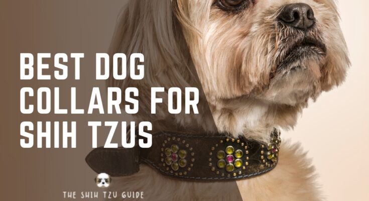 Best Dog Collars for Shih Tzus
