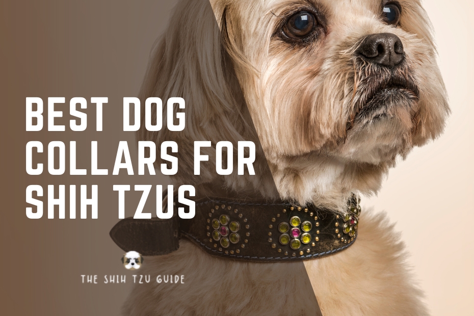 Best Dog Collars for Shih Tzus
