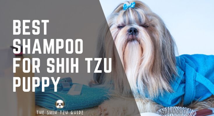 Best Shampoo for Shih Tzu Puppy