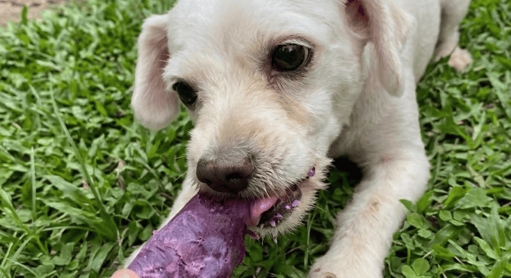 Cooper trying sweet potato