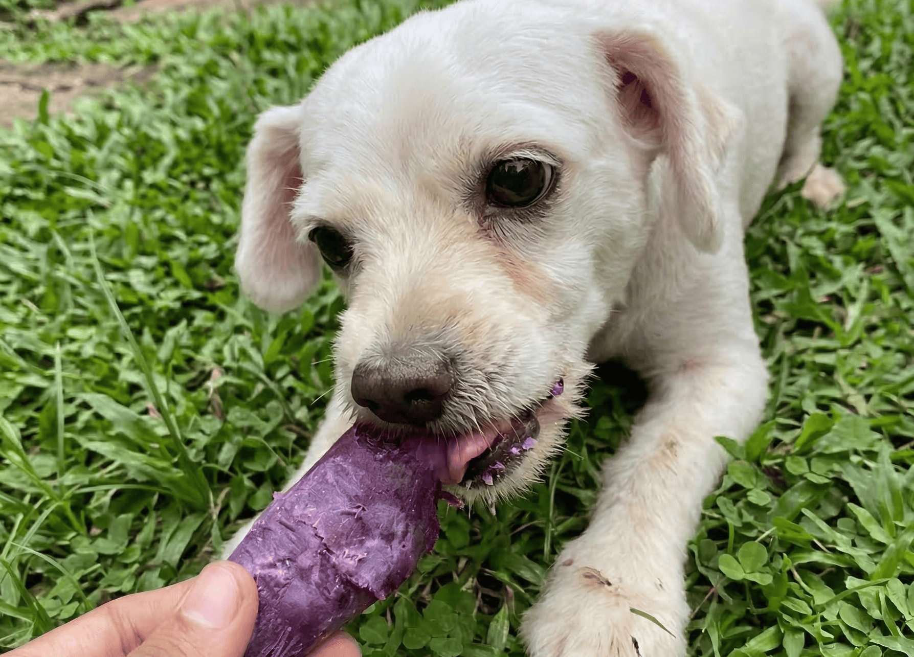 Cooper trying sweet potato