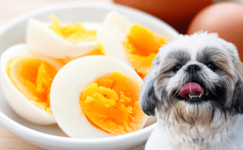 can shih tzus eat eggs