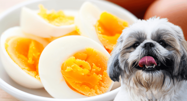 can shih tzus eat eggs