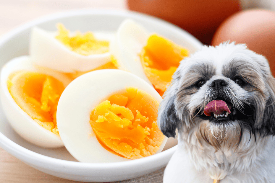 can shih tzus eat eggs