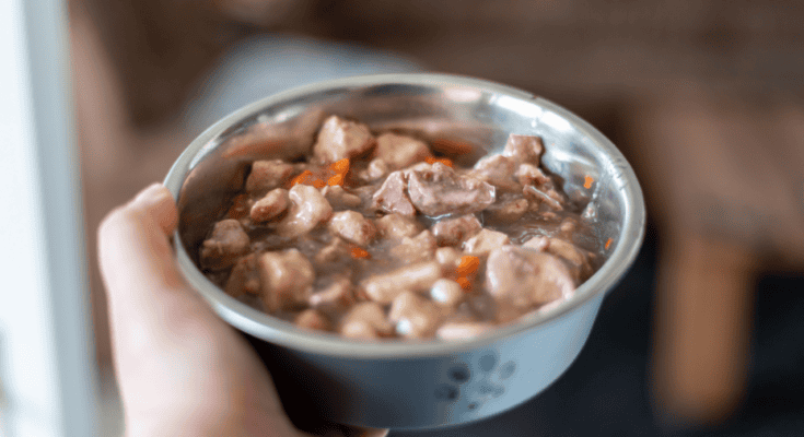 can shih tzus eat wet dog food