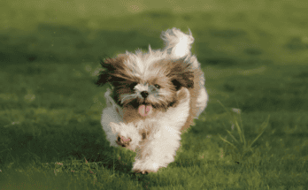 a shih tzu running happily