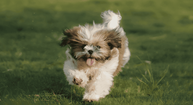 a shih tzu running happily