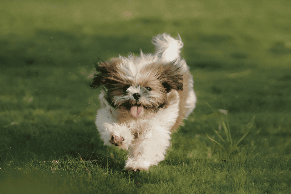 a shih tzu running happily