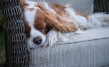 Small dog resting calmly