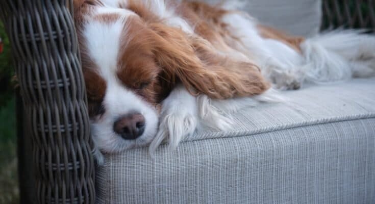 Small dog resting calmly