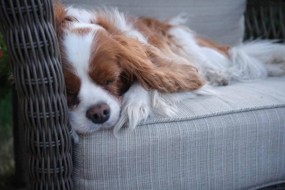 Small dog resting calmly