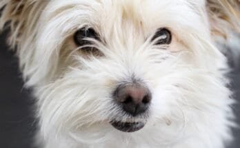 Small white dog with visible face and eyes