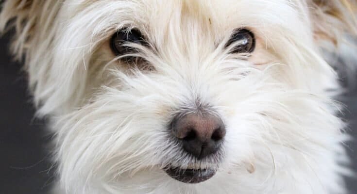 Small white dog with visible face and eyes