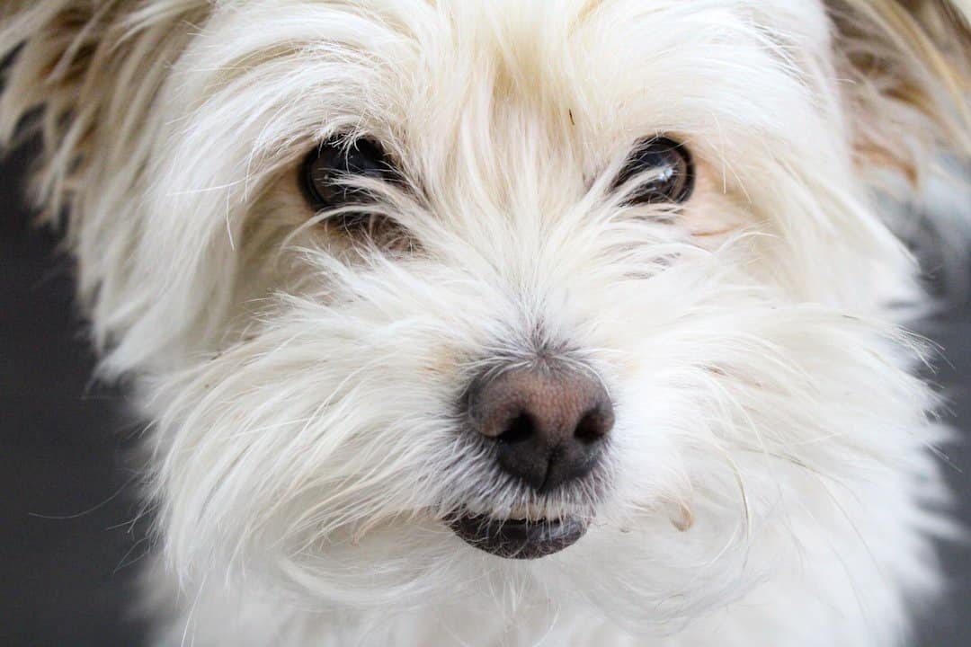 Small white dog with visible face and eyes