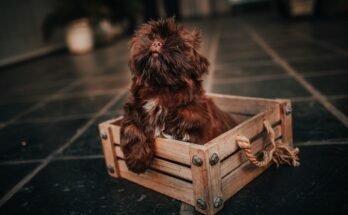 Shih Tzu puppy near its crate