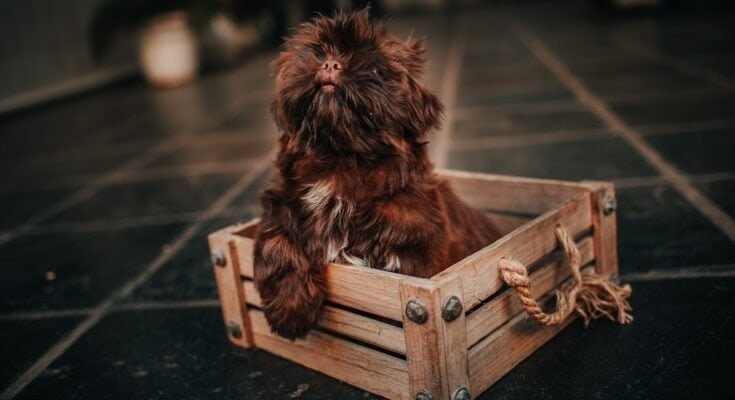 Shih Tzu puppy near its crate