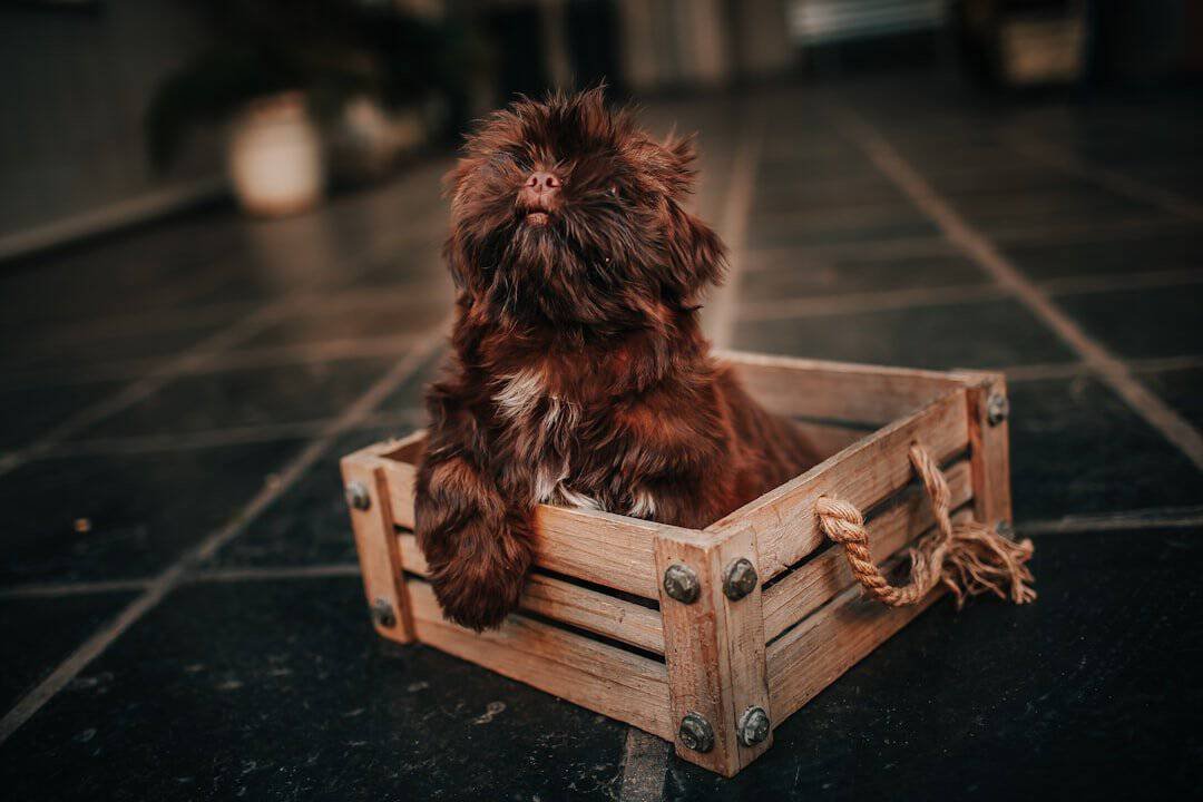Shih Tzu puppy near its crate
