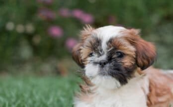 Shih Tzu puppy on grass outdoors