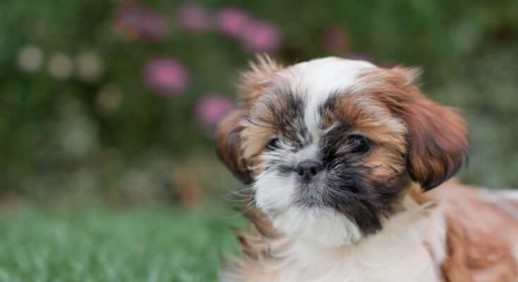 Shih Tzu puppy on grass outdoors