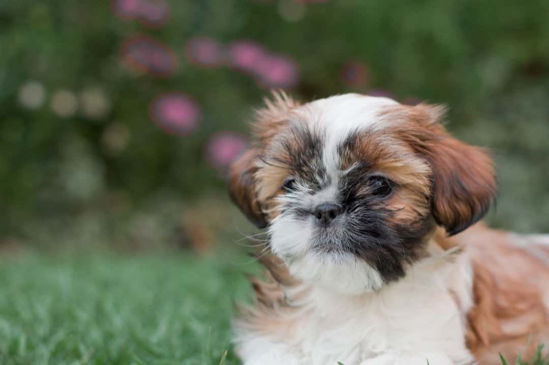 Shih Tzu puppy on grass outdoors